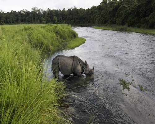  Chitwan Safari Tour 